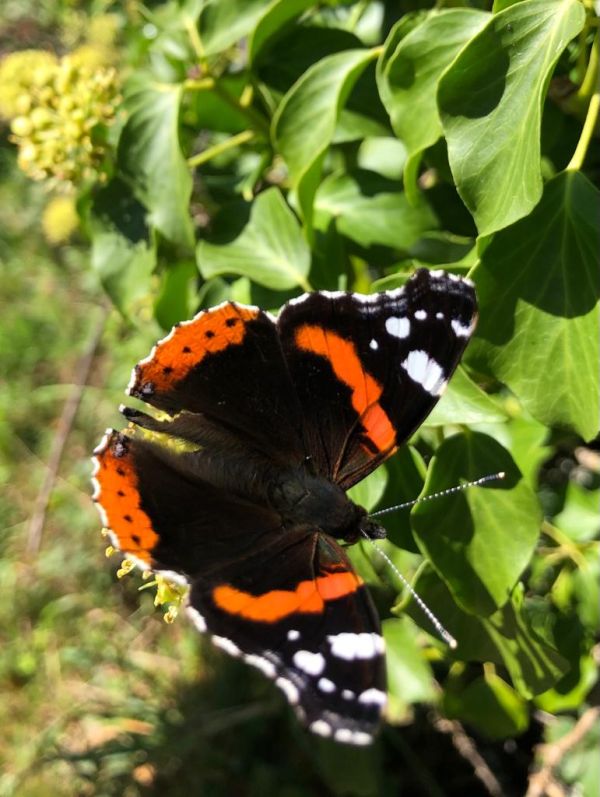 Red Admiral